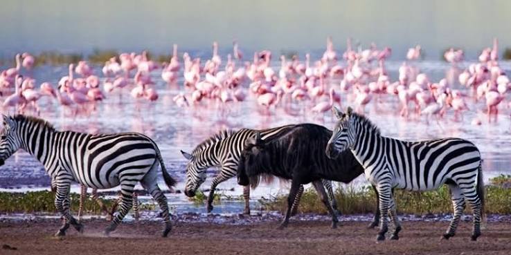 2-Day Lake Nakuru & Naivasha